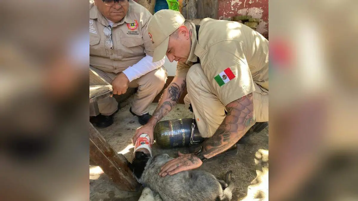 Rescatan a un lomito de un incendio en Tlaquepaque